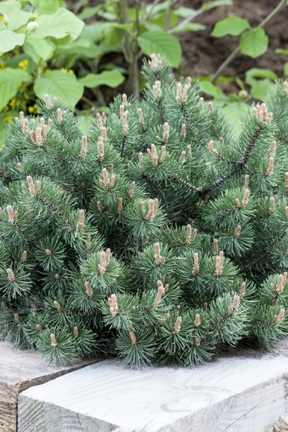 Миниатюрная сосна Хампи для ландшафтного дизайна.